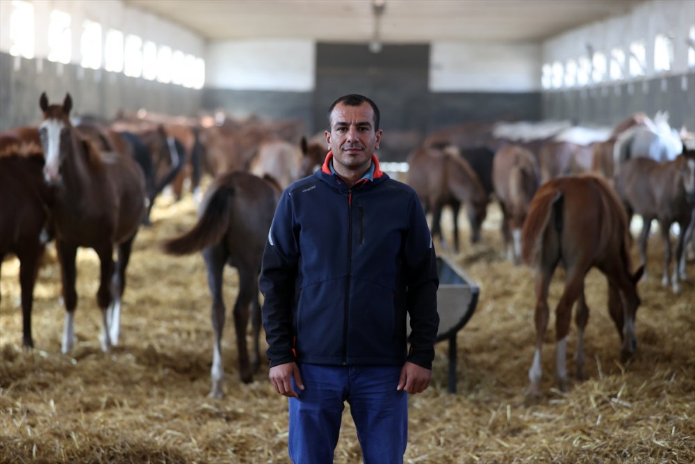 Anadolu Tarım İşletmesi'nde Bu Yıl Doğan 130 Tay 2024'te Pistlerde Boy Gösterecek