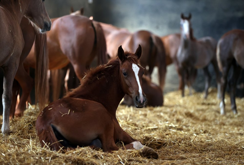 Anadolu Tarım İşletmesi'nde Bu Yıl Doğan 130 Tay 2024'te Pistlerde Boy Gösterecek