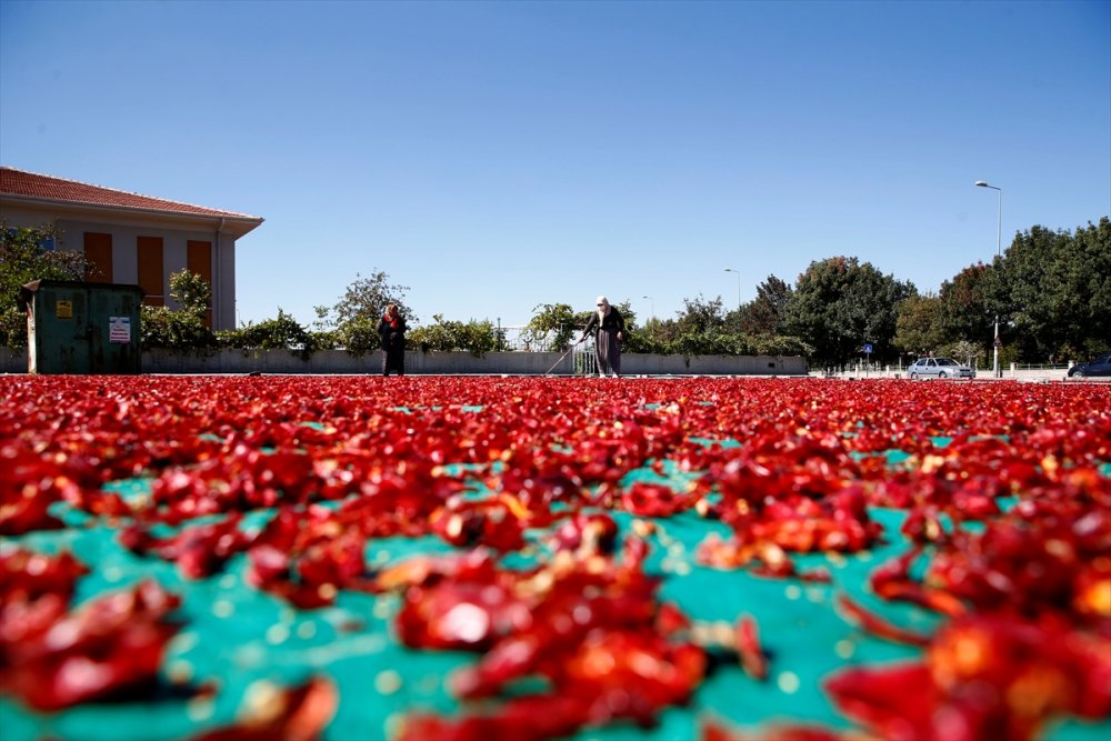 Kayseri'de Kadınların Cırgalan Biberi Kurutma Telaşı