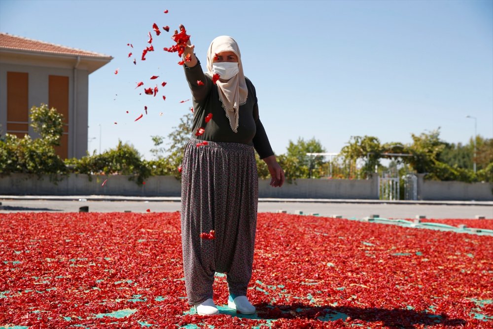 Kayseri'de Kadınların Cırgalan Biberi Kurutma Telaşı