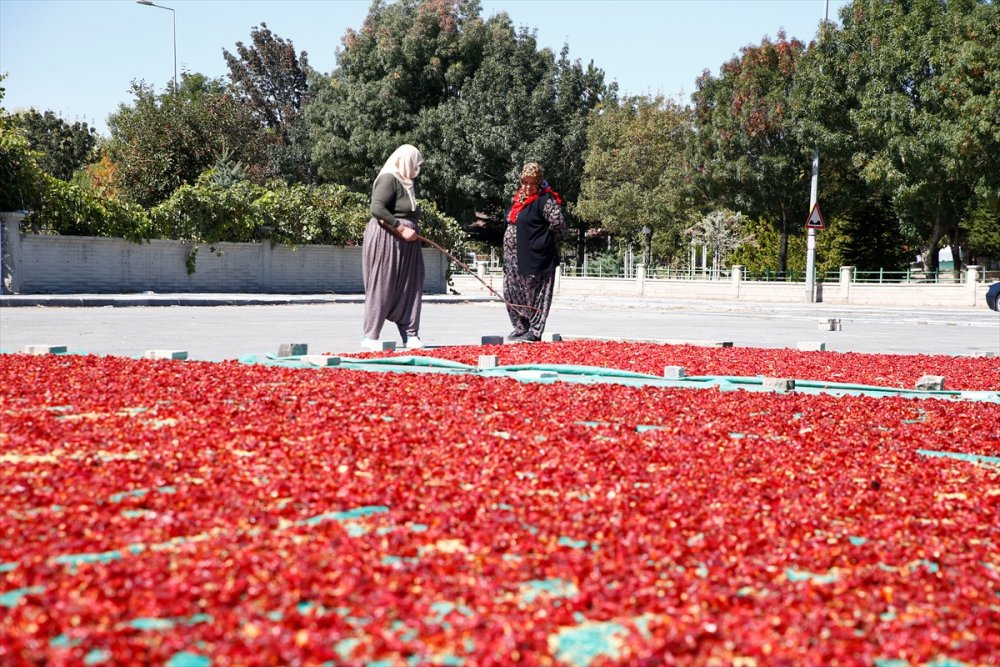 Kayseri'de Kadınların Cırgalan Biberi Kurutma Telaşı