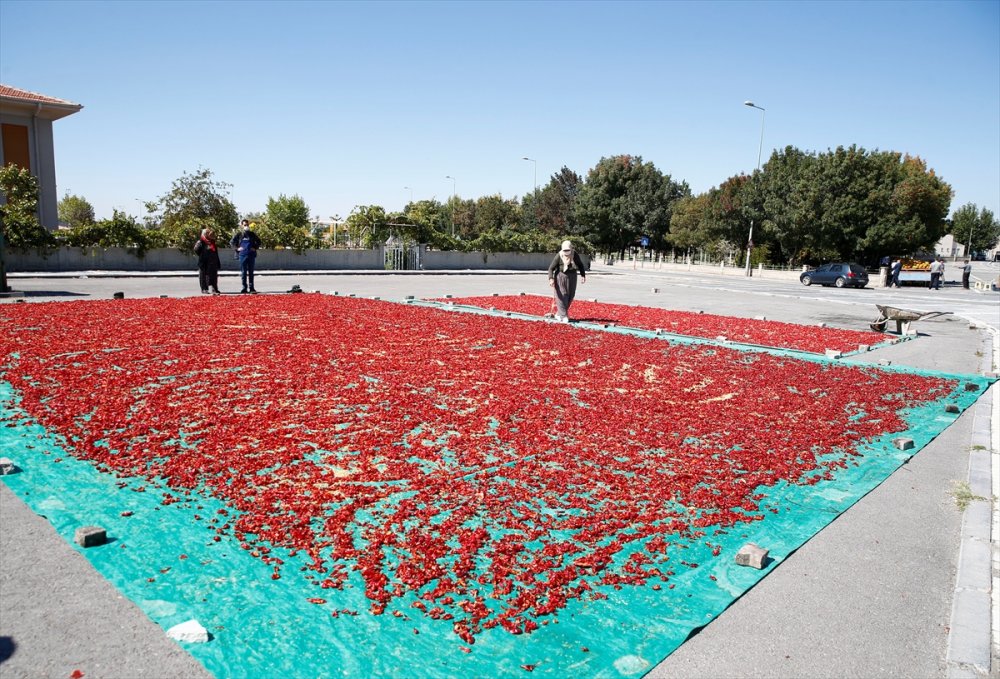 Kayseri'de Kadınların Cırgalan Biberi Kurutma Telaşı