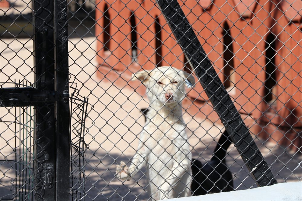 Niğde'de Sokak Hayvanları İçin Ameliyathane