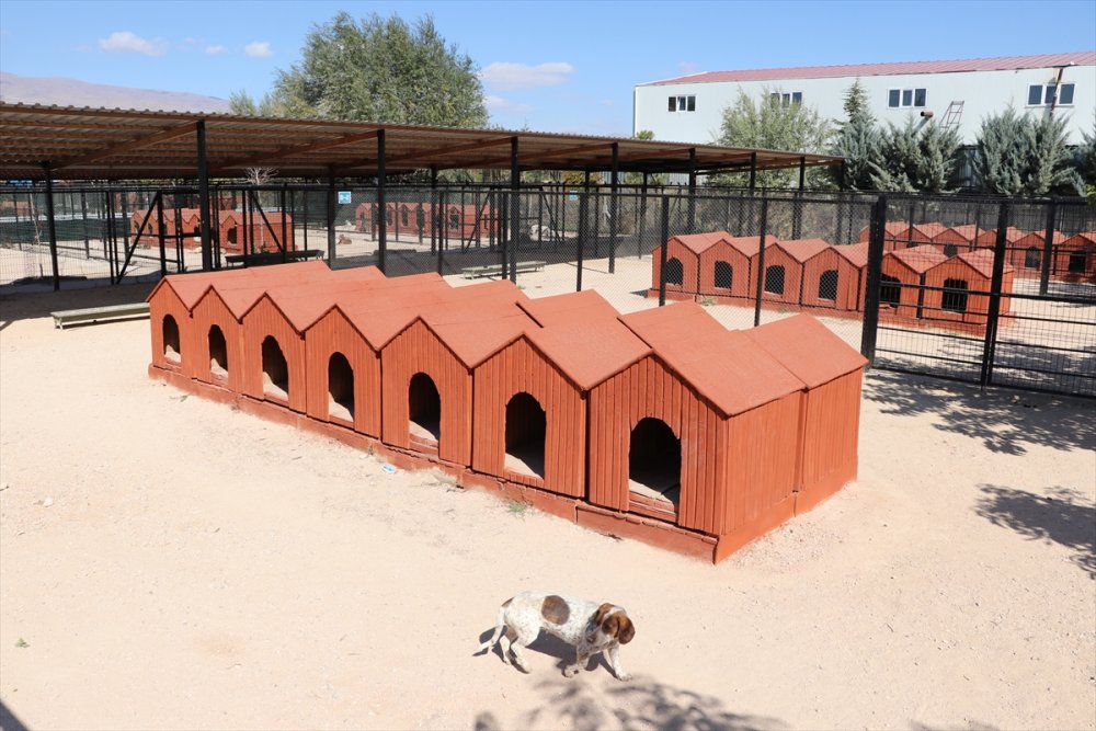 Niğde'de Sokak Hayvanları İçin Ameliyathane