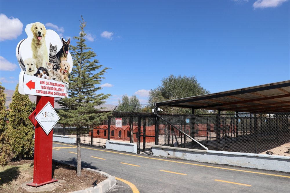 Niğde'de Sokak Hayvanları İçin Ameliyathane