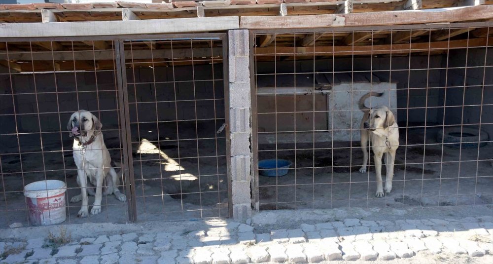 Aksaray Malaklısı Hırsızlığı Kameralarda