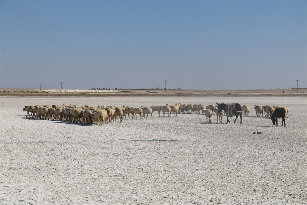 Aksaray'da Flamingoların Uğrak Noktası Akgöl Kurudu
