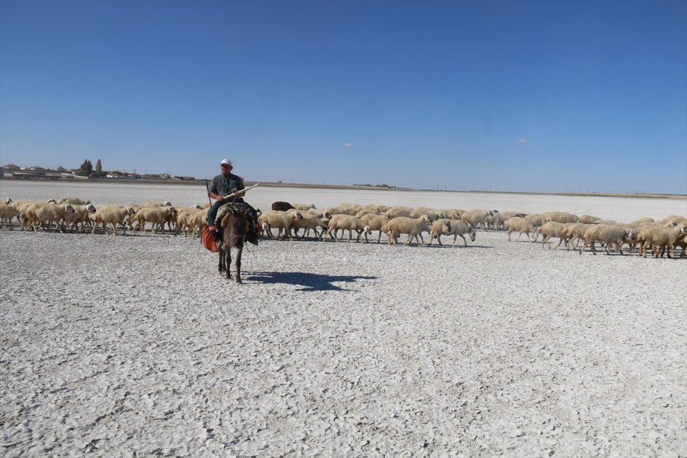 Aksaray'da Flamingoların Uğrak Noktası Akgöl Kurudu