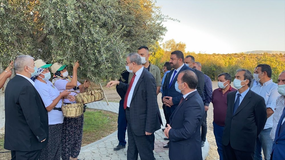 Mut'ta 1300 Yıllık Zeytin Ağacından Hasat