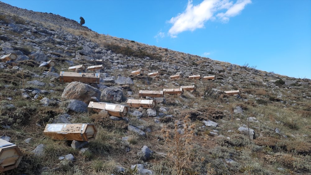 Toros Dağları'nın 2 Bin Rakımlı Bölgelerinde Karakovan Balı Hasadı Yapılıyor