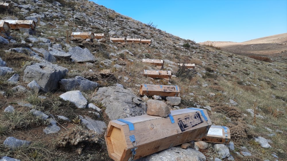 Toros Dağları'nın 2 Bin Rakımlı Bölgelerinde Karakovan Balı Hasadı Yapılıyor