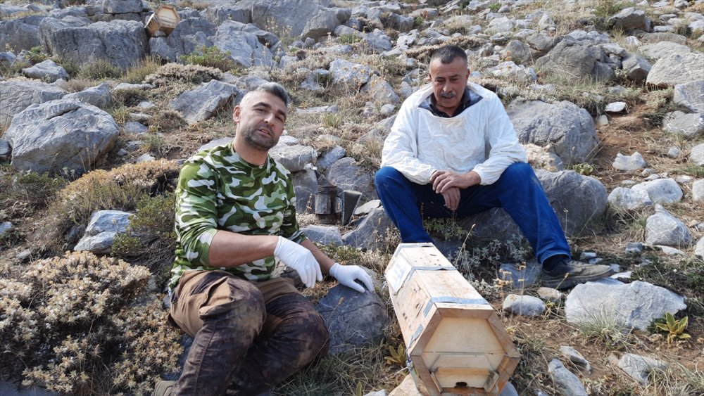 Toros Dağları'nın 2 Bin Rakımlı Bölgelerinde Karakovan Balı Hasadı Yapılıyor