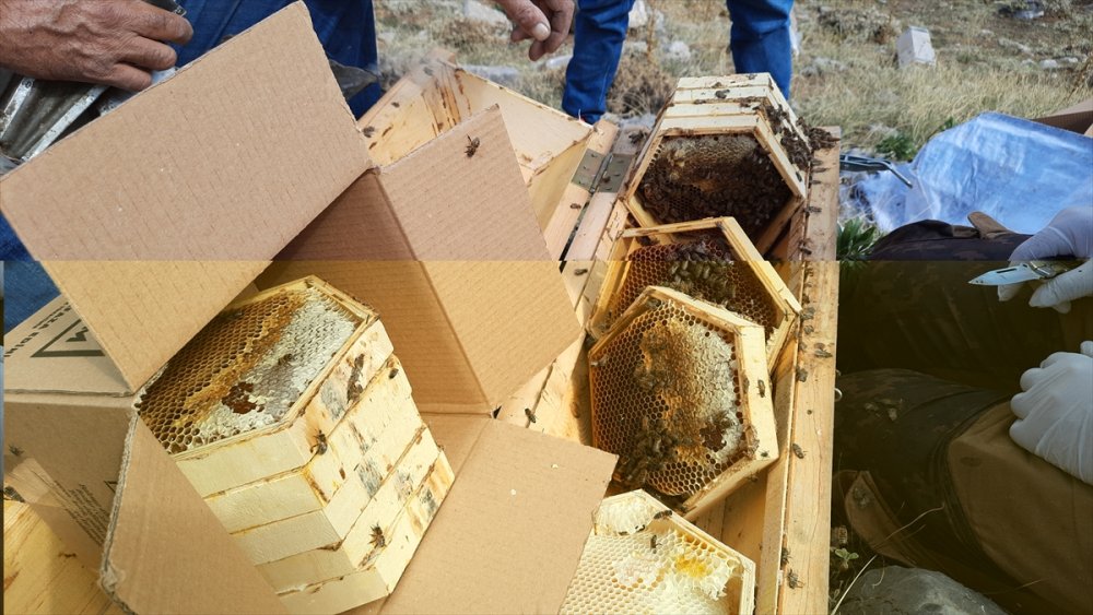 Toros Dağları'nın 2 Bin Rakımlı Bölgelerinde Karakovan Balı Hasadı Yapılıyor