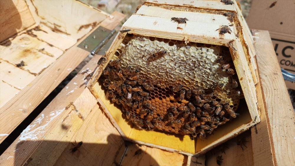 Toros Dağları'nın 2 Bin Rakımlı Bölgelerinde Karakovan Balı Hasadı Yapılıyor