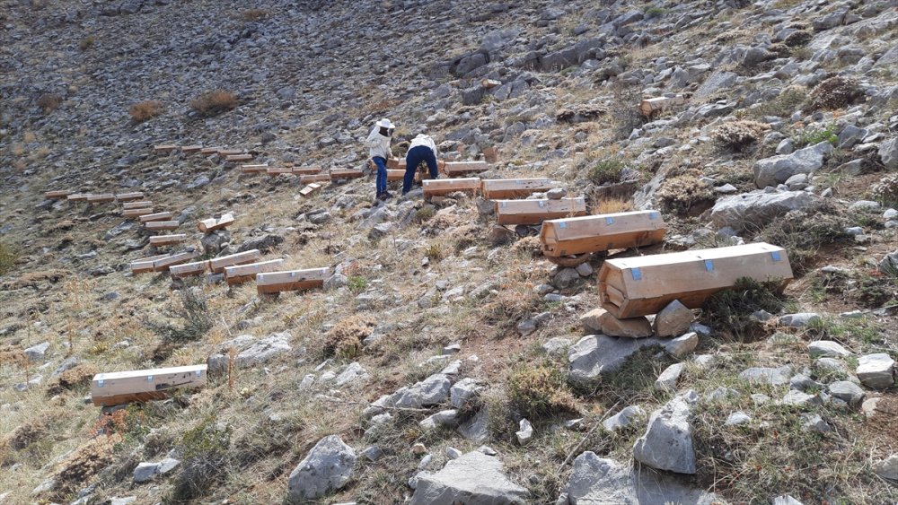 Toros Dağları'nın 2 Bin Rakımlı Bölgelerinde Karakovan Balı Hasadı Yapılıyor