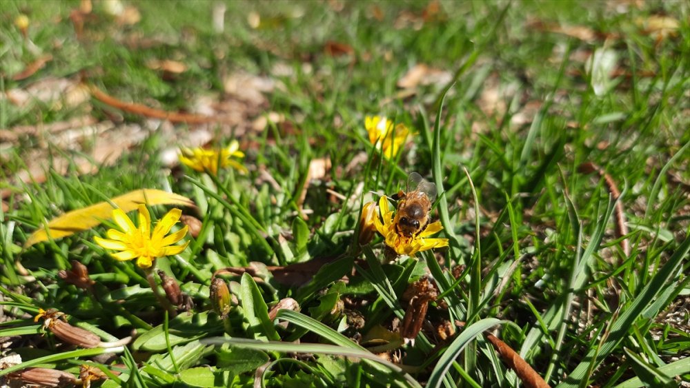 Toros Dağları'nın 2 Bin Rakımlı Bölgelerinde Karakovan Balı Hasadı Yapılıyor