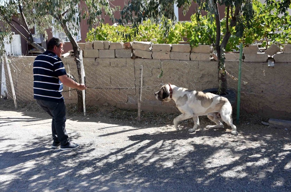 Aksaray'da Malaklı Hırsızı Yakalandı