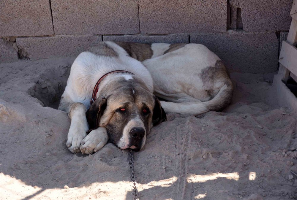 Aksaray'da Malaklı Hırsızı Yakalandı