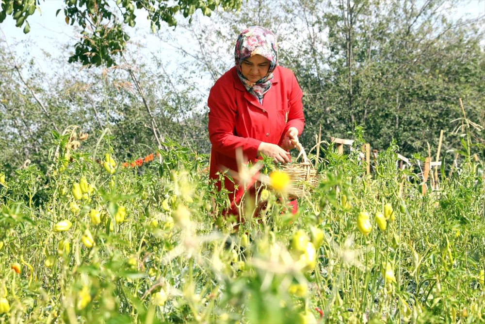 Antalya'dan Sofralara Kadın Eli
