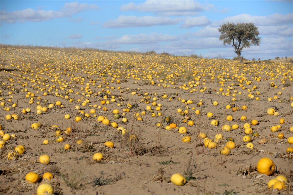 Kayseri'de Çerezlik Kabak Çekirdeğinde Rekolte Ve Fiyat Üreticiyi Sevindirdi