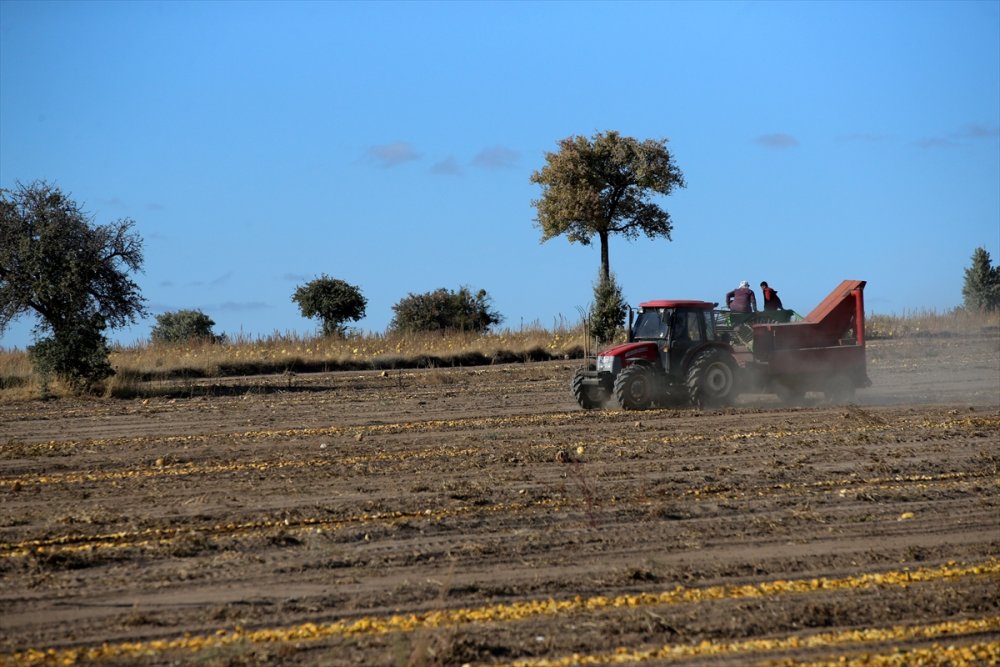 Kayseri'de Çerezlik Kabak Çekirdeğinde Rekolte Ve Fiyat Üreticiyi Sevindirdi