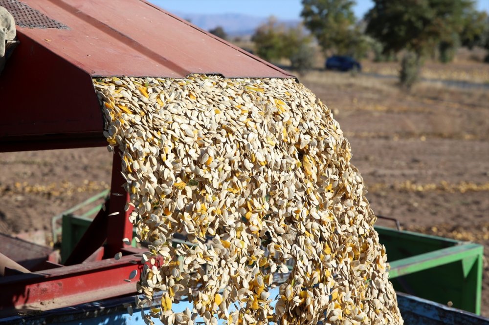 Kayseri'de Çerezlik Kabak Çekirdeğinde Rekolte Ve Fiyat Üreticiyi Sevindirdi