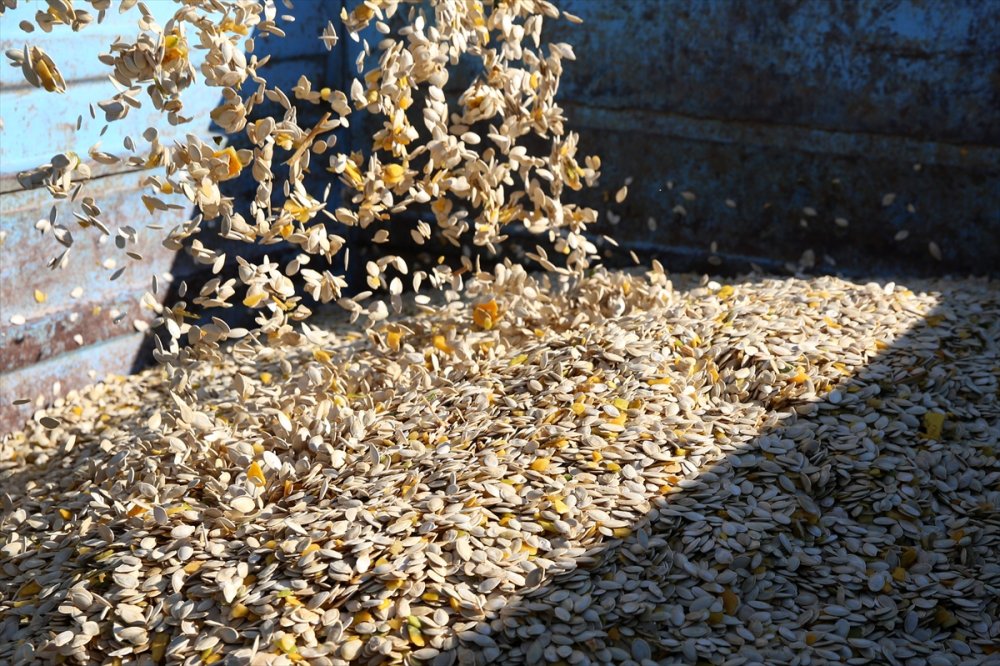 Kayseri'de Çerezlik Kabak Çekirdeğinde Rekolte Ve Fiyat Üreticiyi Sevindirdi