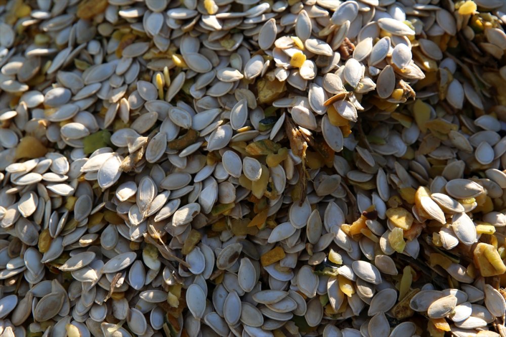 Kayseri'de Çerezlik Kabak Çekirdeğinde Rekolte Ve Fiyat Üreticiyi Sevindirdi