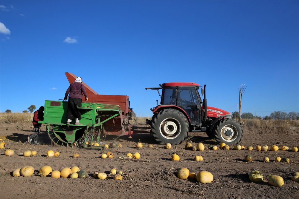 Kayseri'de Çerezlik Kabak Çekirdeğinde Rekolte Ve Fiyat Üreticiyi Sevindirdi