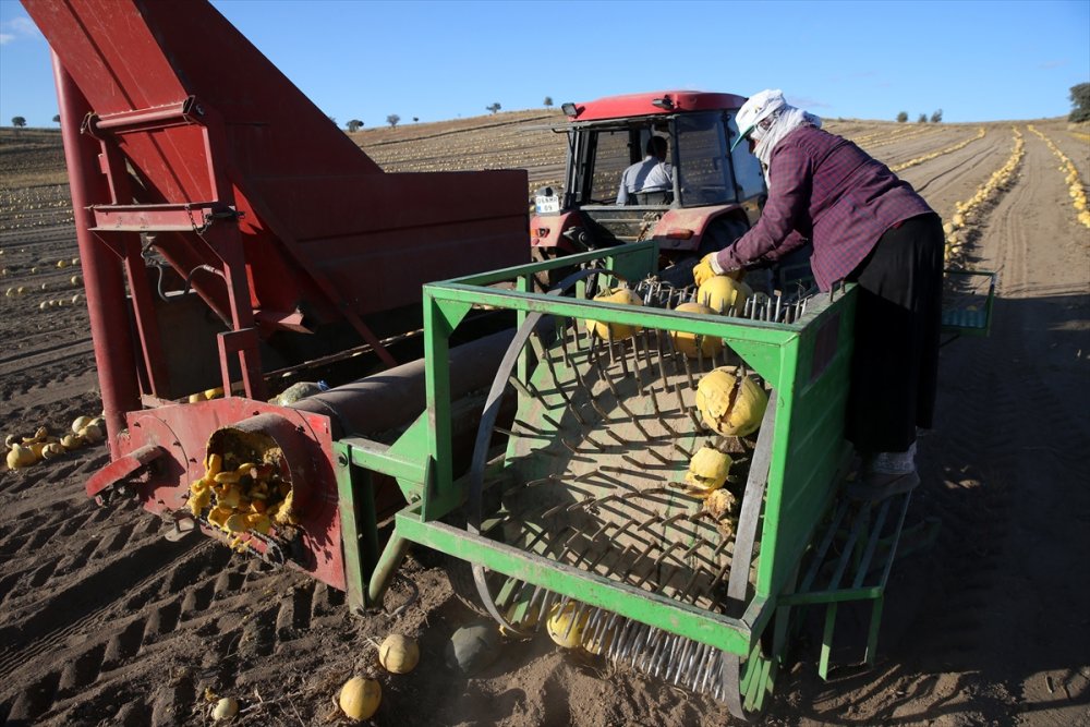 Kayseri'de Çerezlik Kabak Çekirdeğinde Rekolte Ve Fiyat Üreticiyi Sevindirdi