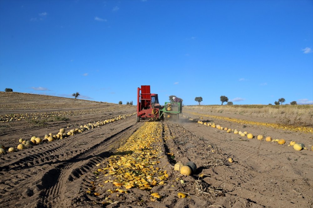 Kayseri'de Çerezlik Kabak Çekirdeğinde Rekolte Ve Fiyat Üreticiyi Sevindirdi