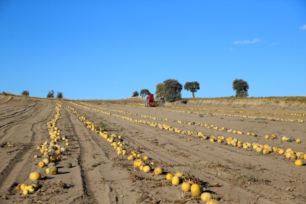 Kayseri'de Çerezlik Kabak Çekirdeğinde Rekolte Ve Fiyat Üreticiyi Sevindirdi