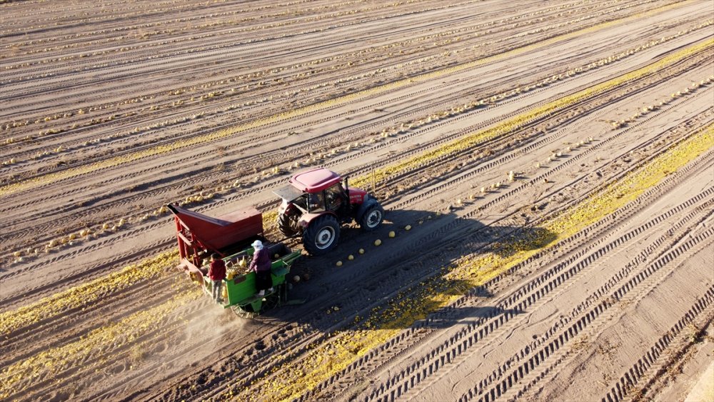 Kayseri'de Çerezlik Kabak Çekirdeğinde Rekolte Ve Fiyat Üreticiyi Sevindirdi