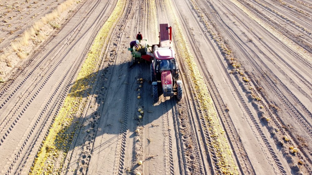 Kayseri'de Çerezlik Kabak Çekirdeğinde Rekolte Ve Fiyat Üreticiyi Sevindirdi