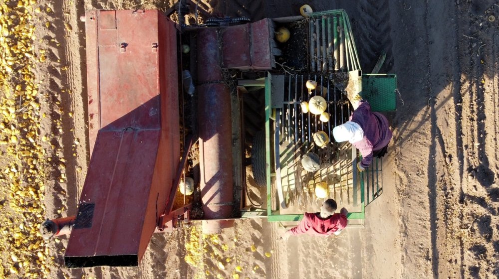 Kayseri'de Çerezlik Kabak Çekirdeğinde Rekolte Ve Fiyat Üreticiyi Sevindirdi