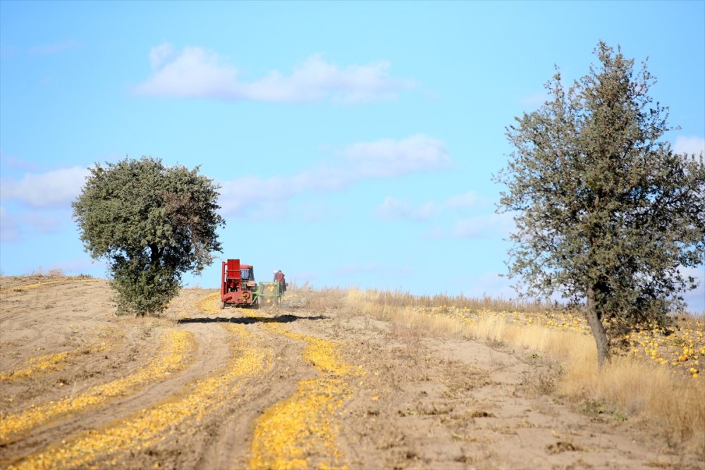 Kayseri'de Çerezlik Kabak Çekirdeğinde Rekolte Ve Fiyat Üreticiyi Sevindirdi