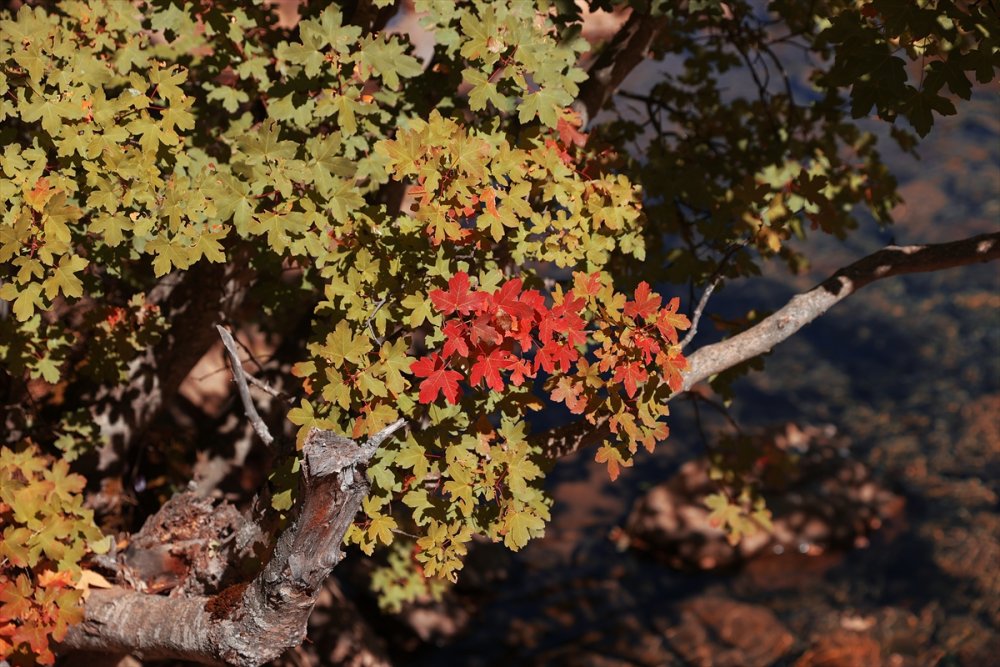 Orta Toroslar Sonbahar Renklerine Büründü
