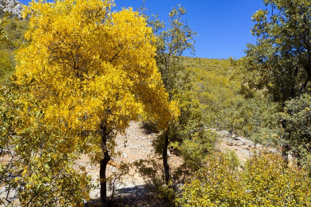 Orta Toroslar Sonbahar Renklerine Büründü