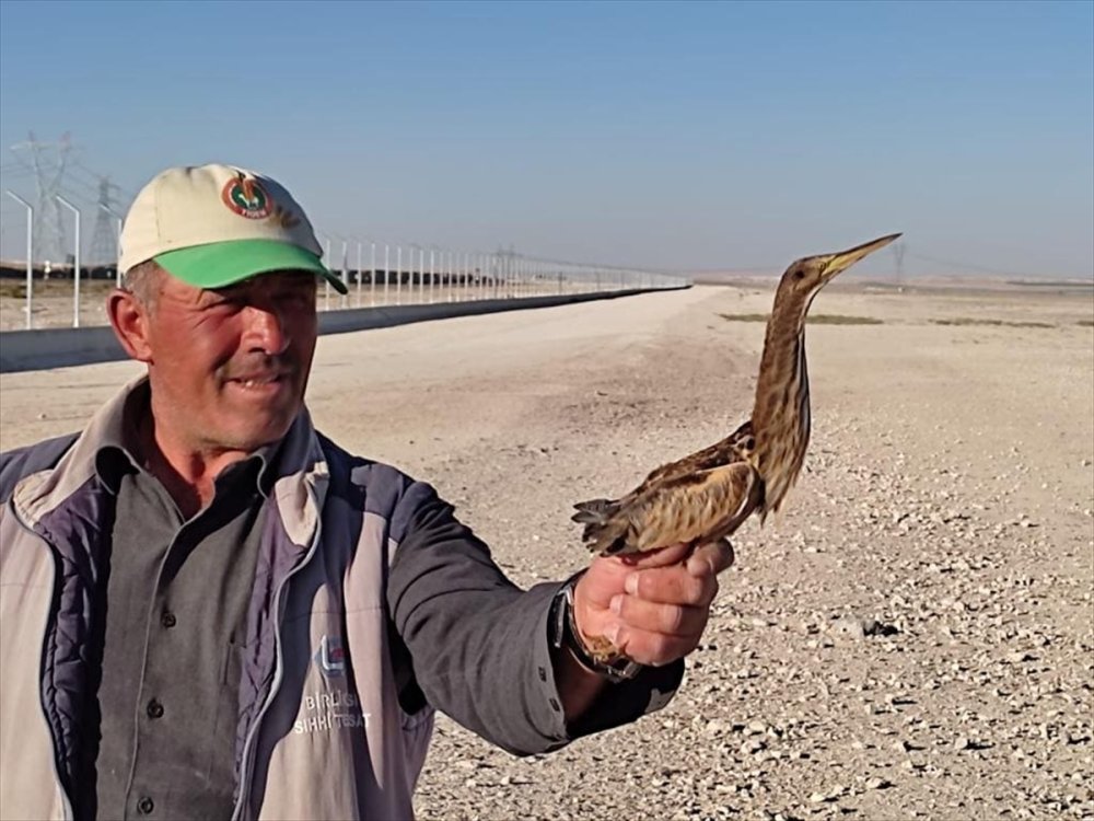 Karapınar'da Hint Gölet Balıkçıl Kuşu Bulundu