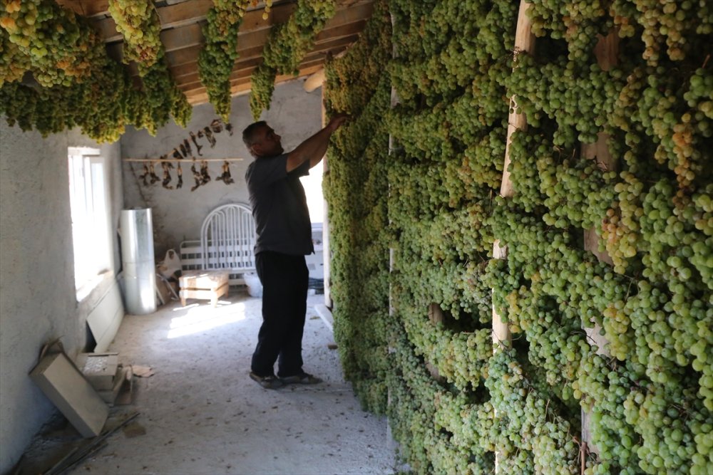 Tavan Arasından Sofraya "Gök Üzüm" Yülculuğu