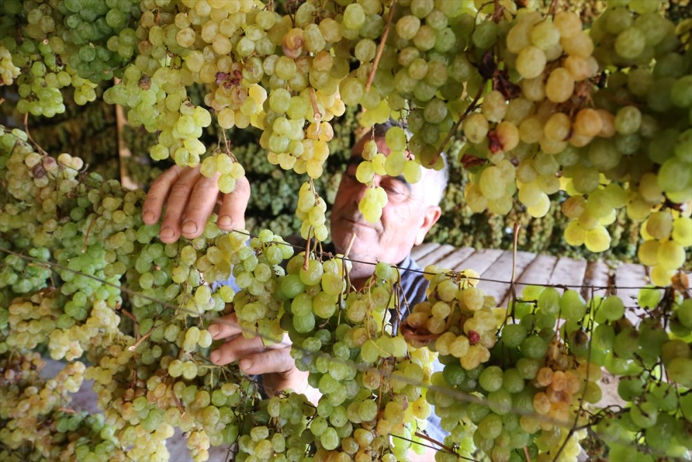 Tavan Arasından Sofraya "Gök Üzüm" Yülculuğu