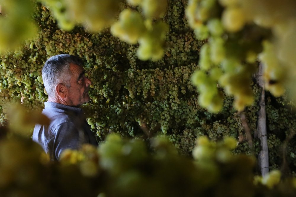 Tavan Arasından Sofraya "Gök Üzüm" Yülculuğu