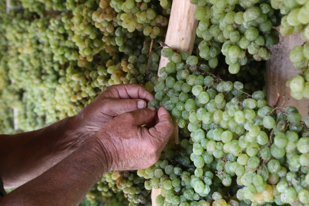Tavan Arasından Sofraya "Gök Üzüm" Yülculuğu