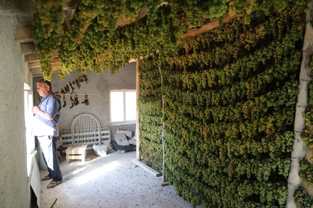 Tavan Arasından Sofraya "Gök Üzüm" Yülculuğu