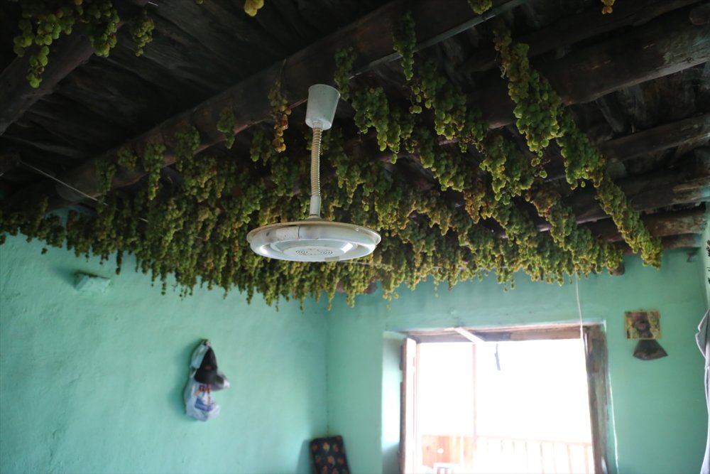 Tavan Arasından Sofraya "Gök Üzüm" Yülculuğu