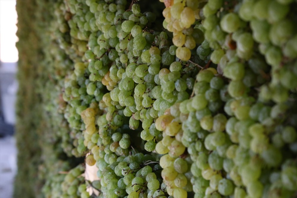 Tavan Arasından Sofraya "Gök Üzüm" Yülculuğu