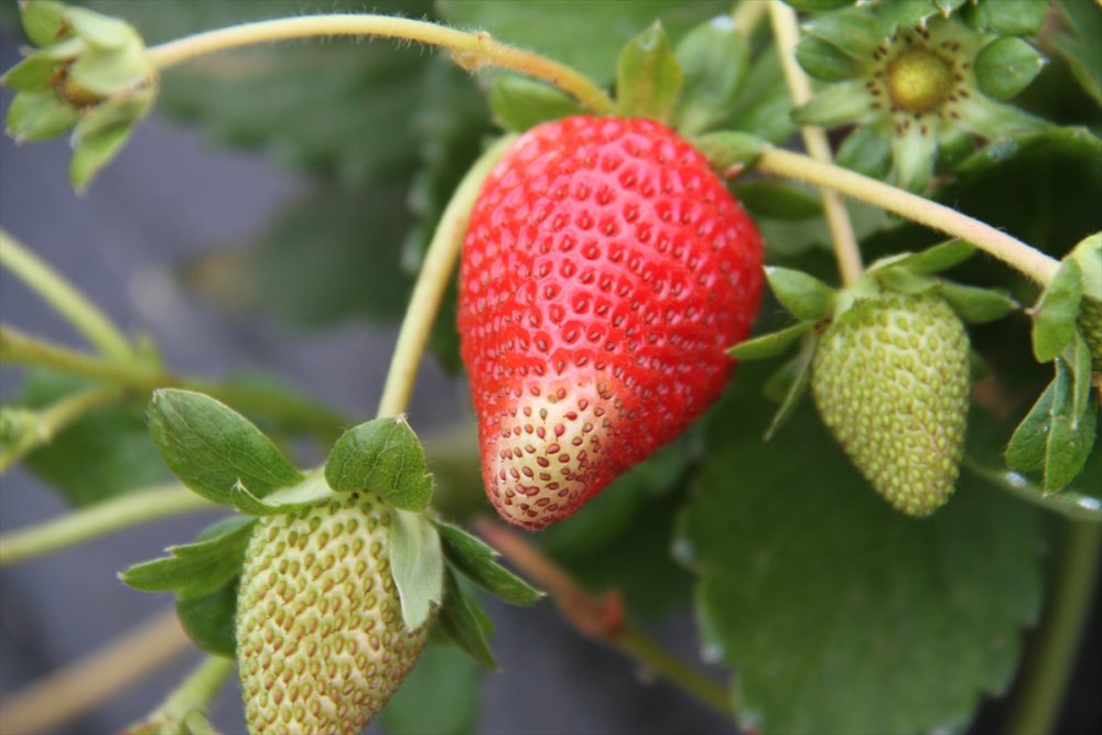 Konya'dan Maldivler, Romanya Ve Arap Ülkelerine Organik Çilek İhracatı