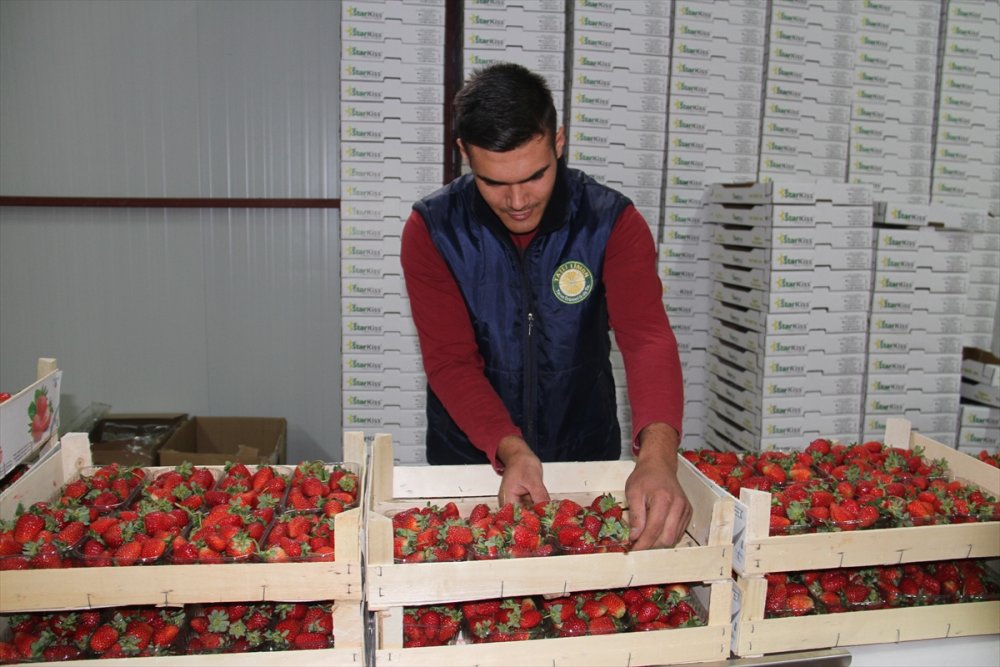 Konya'dan Maldivler, Romanya Ve Arap Ülkelerine Organik Çilek İhracatı