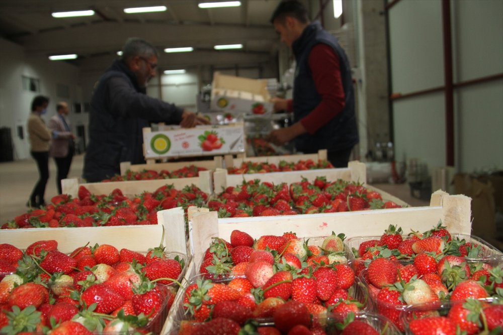 Konya'dan Maldivler, Romanya Ve Arap Ülkelerine Organik Çilek İhracatı