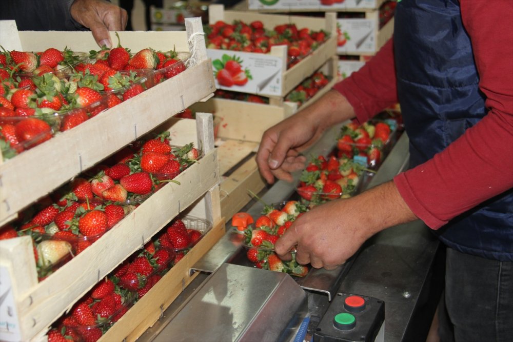 Konya'dan Maldivler, Romanya Ve Arap Ülkelerine Organik Çilek İhracatı